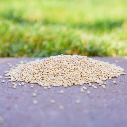 Desert Valley All Natural Non-GMO Premium White Millet Seed for Wild Birds (10 Pounds)
Desert Valley Non-GMO Premium Whi