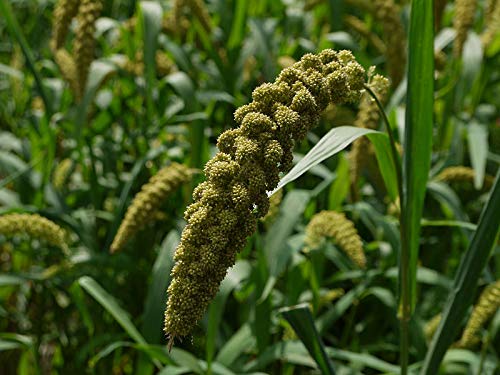 Non-GMO Japanese Millet Seeds for Duck, Waterfowl, Geese, Quail, and Dove
| High-Quality 5 Lbs Japanese Millet Seeds fo