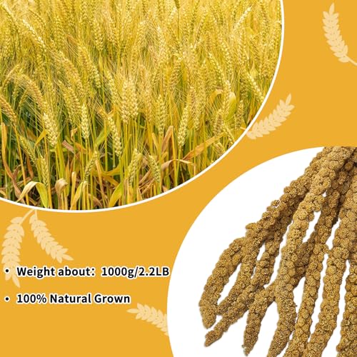 Kathson Natural Sun-Dried Millet Spray for Parrots & Cockatiels |2 LB
Kathson Natural Sun-Dried Millet Snacks for Lovebi