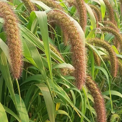 Golden German Millet Seed, Fast-Growing & Versatile, Great Forage For Wildlife and Livestock, Erosion Control, 1/4 Acre,