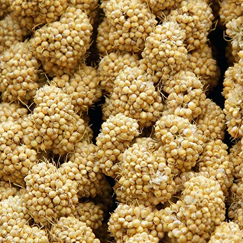 Higgins 466557 Bird Food Formula for Parrots, 2-Pack (24 pcs.) - Natural & Healthy Bird Food
| Higgins 466557 Bird Food