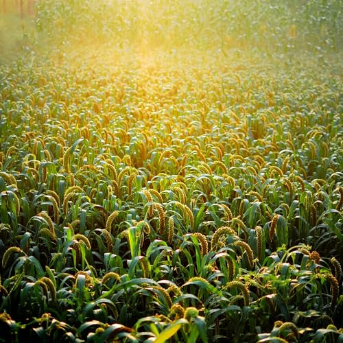 High Protein White Proso Millet Field Seed for Birds (50 Lbs)
| Organic White Proso Millet Field & Bird Seed (50 Lbs)
|