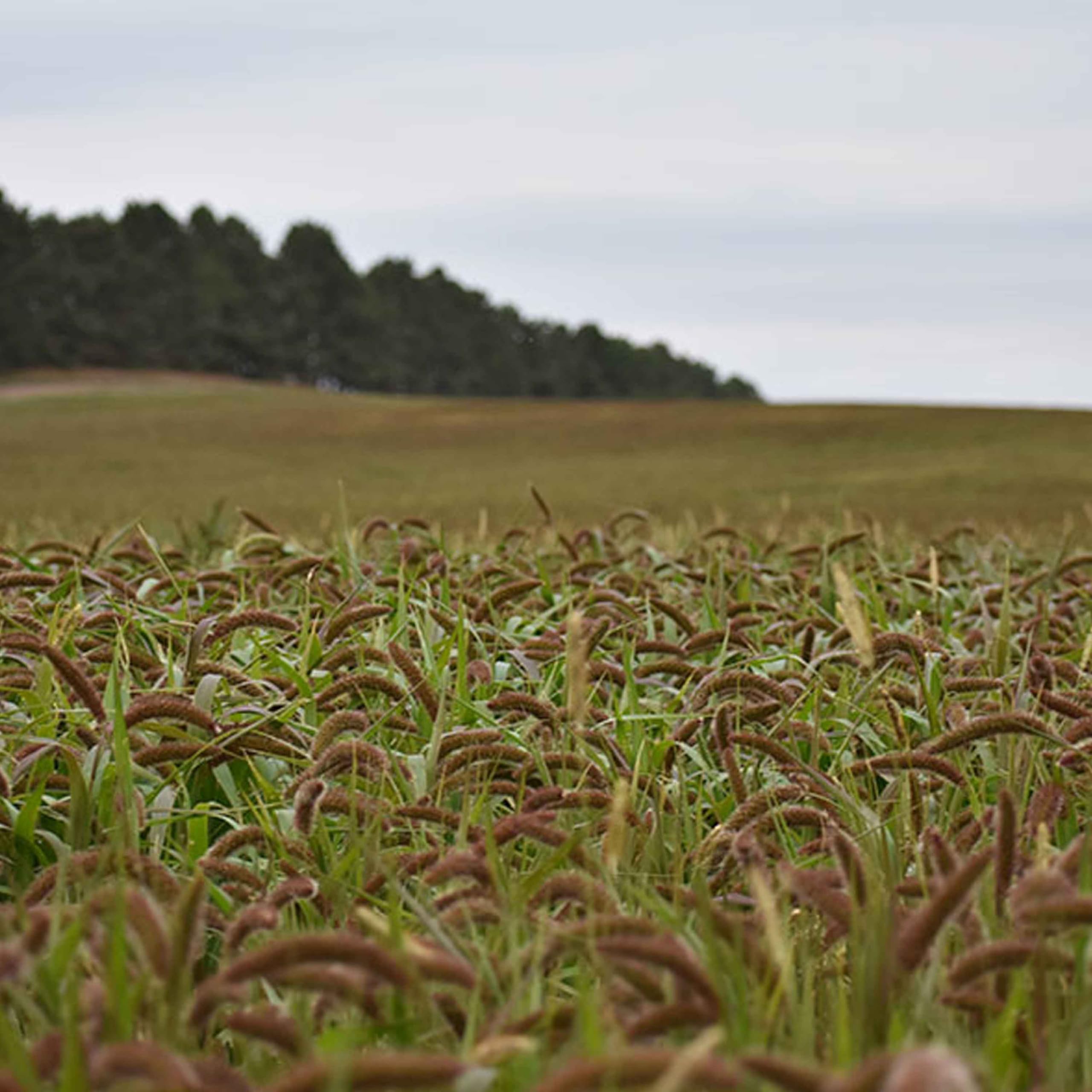 Golden German Millet Seed, Fast-Growing & Versatile, Great Forage For Wildlife and Livestock, Erosion Control, 1/4 Acre,