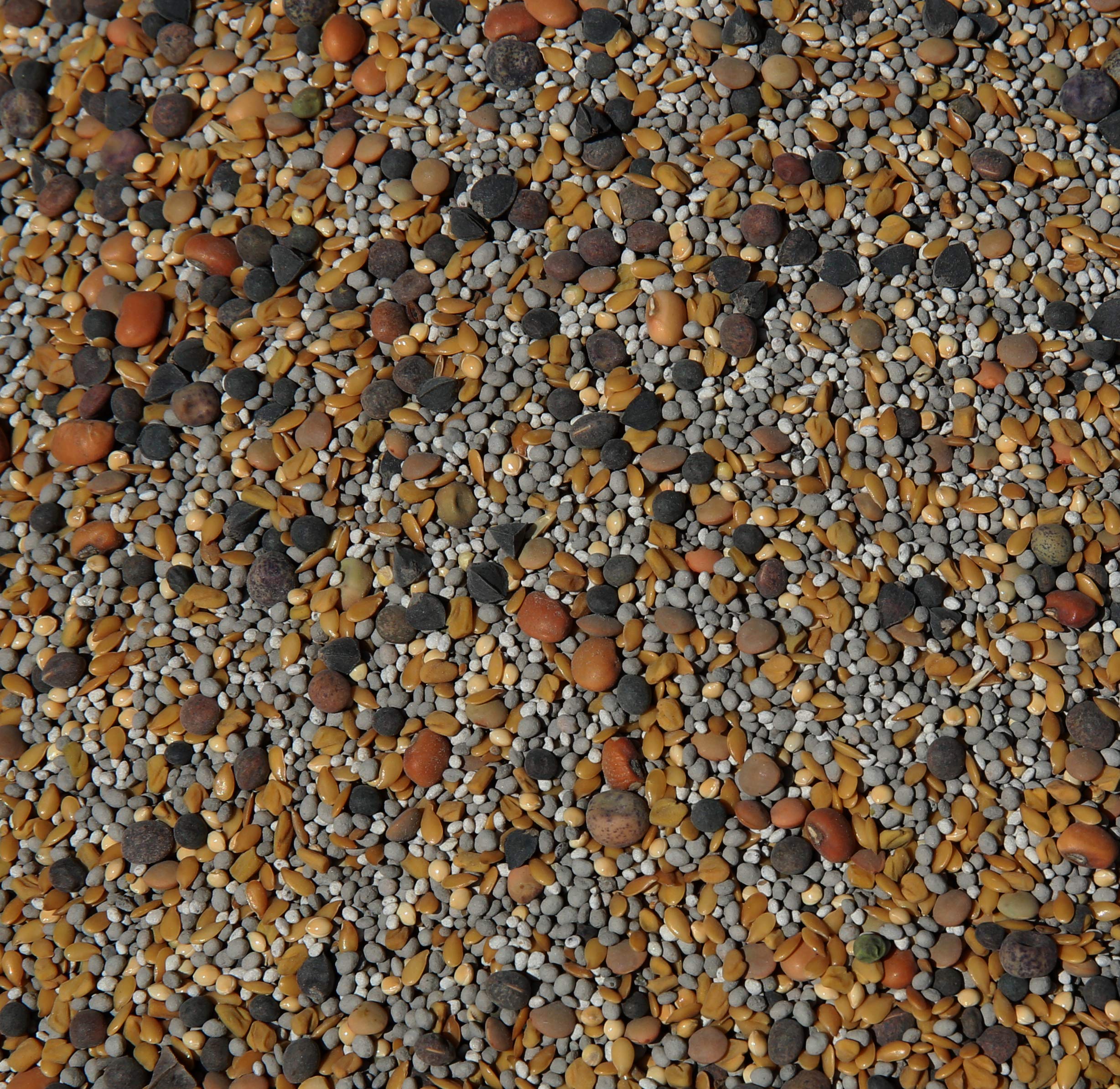 No-Till Cover Crop 13-Seed Mix for Sustainable Farming: 50% Clovers Plus Fenugreek, Vetch, Flax, Cowpeas, Buckwheat, Fo